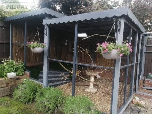 Kettering Birds for Autistic girl 