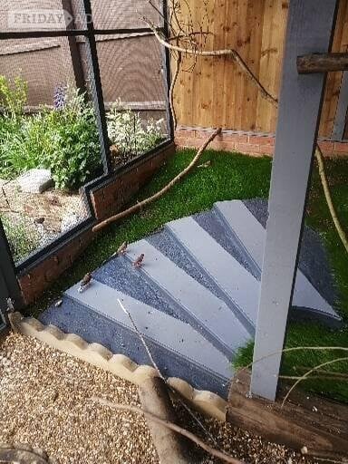 Birds for Autistic girl  - Birds in Kettering