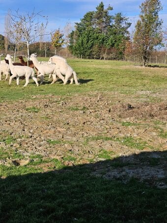 Young Alpacas, many colours 