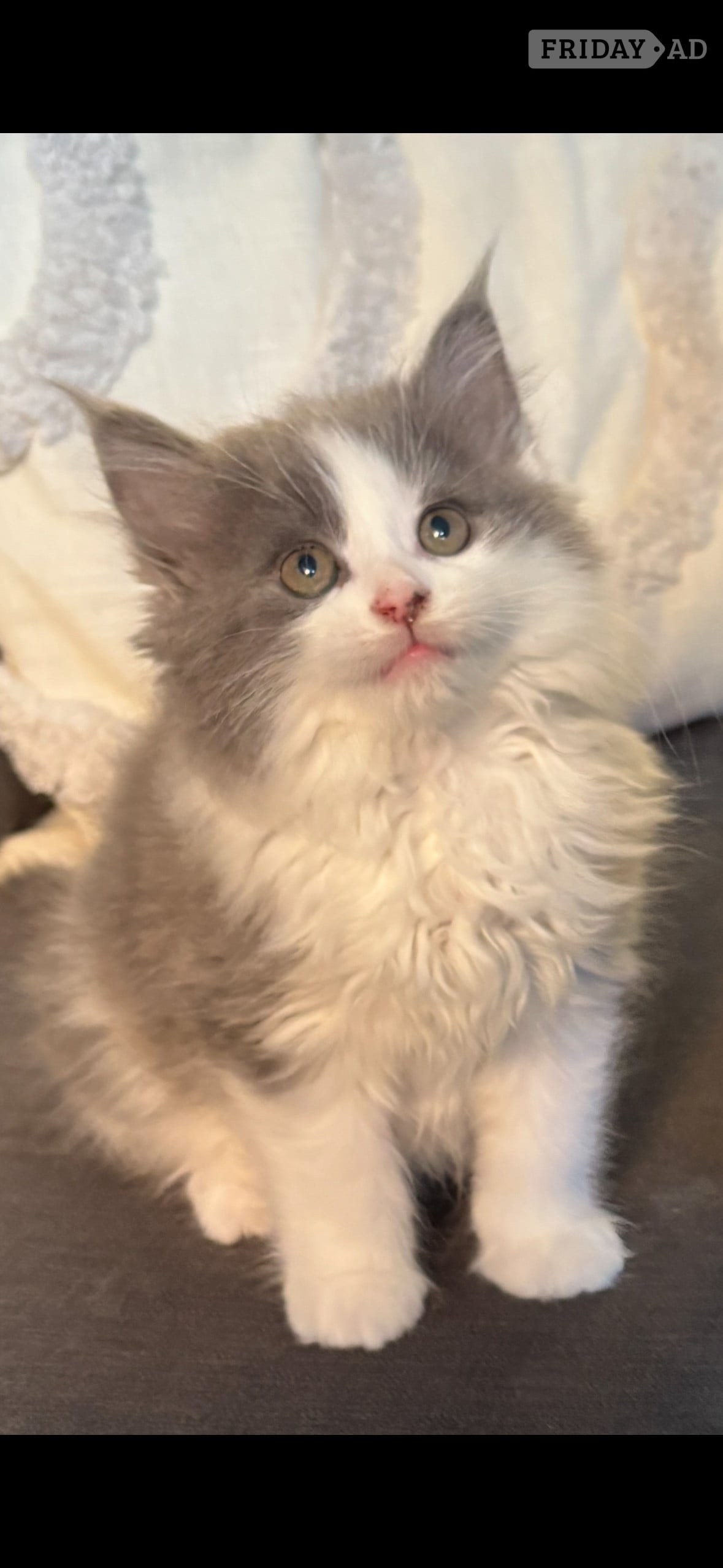 Fluffy grey male kitten  in Shoreham-By-Sea