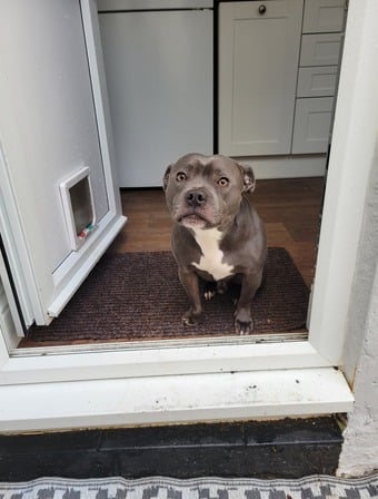 3yr old blue staffy