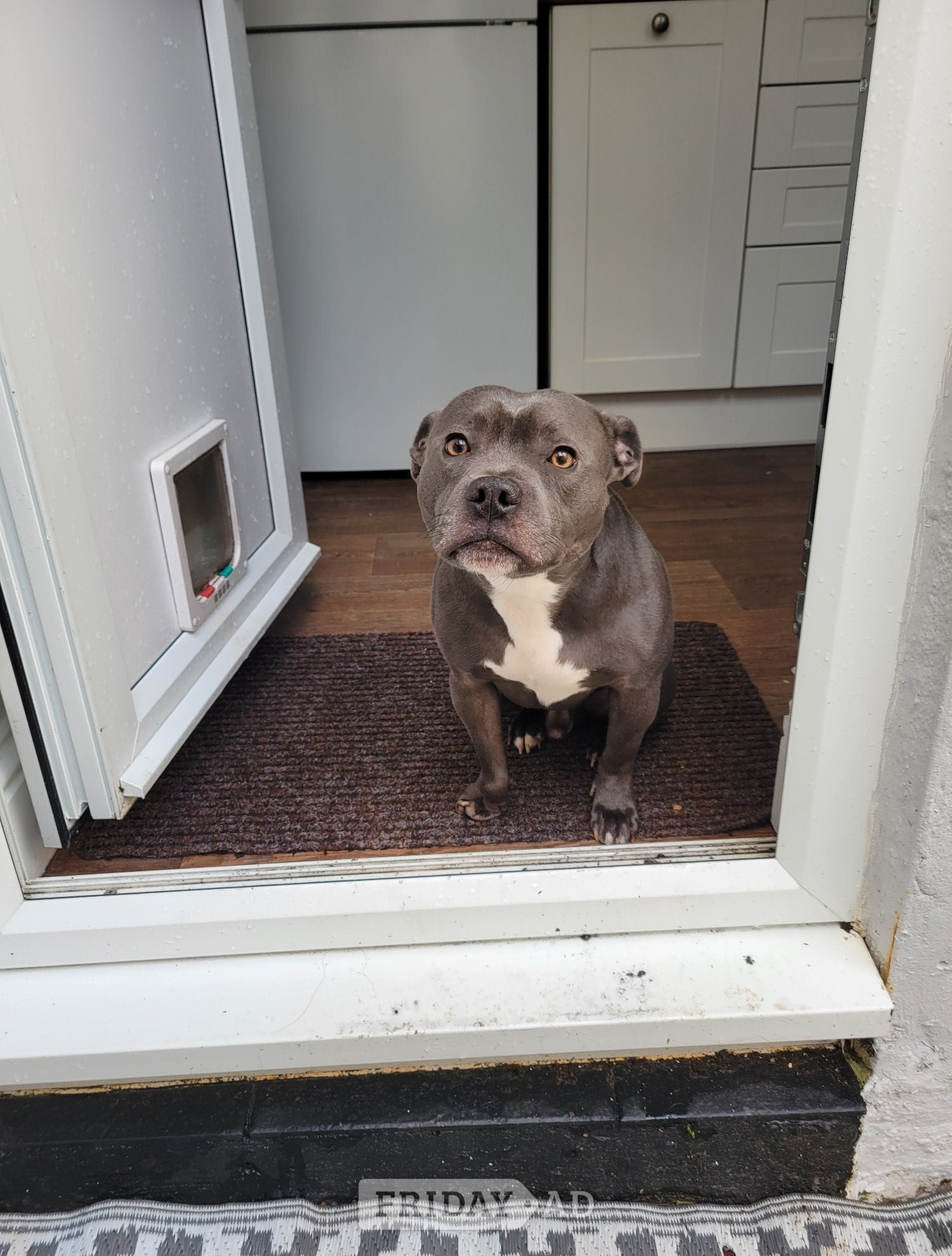 3yr old blue staffy in Bexhill-On-Sea