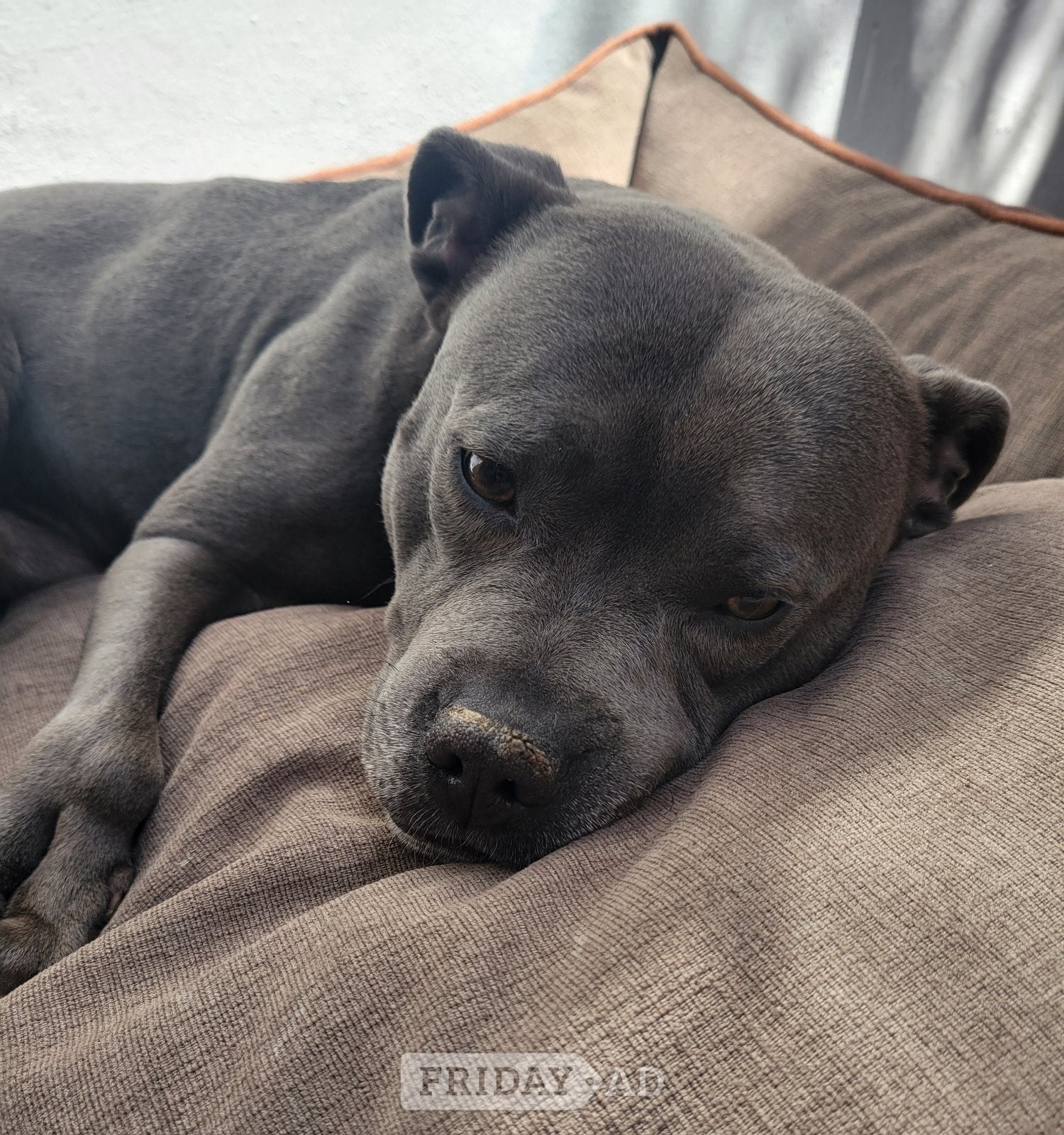 3yr old blue staffy