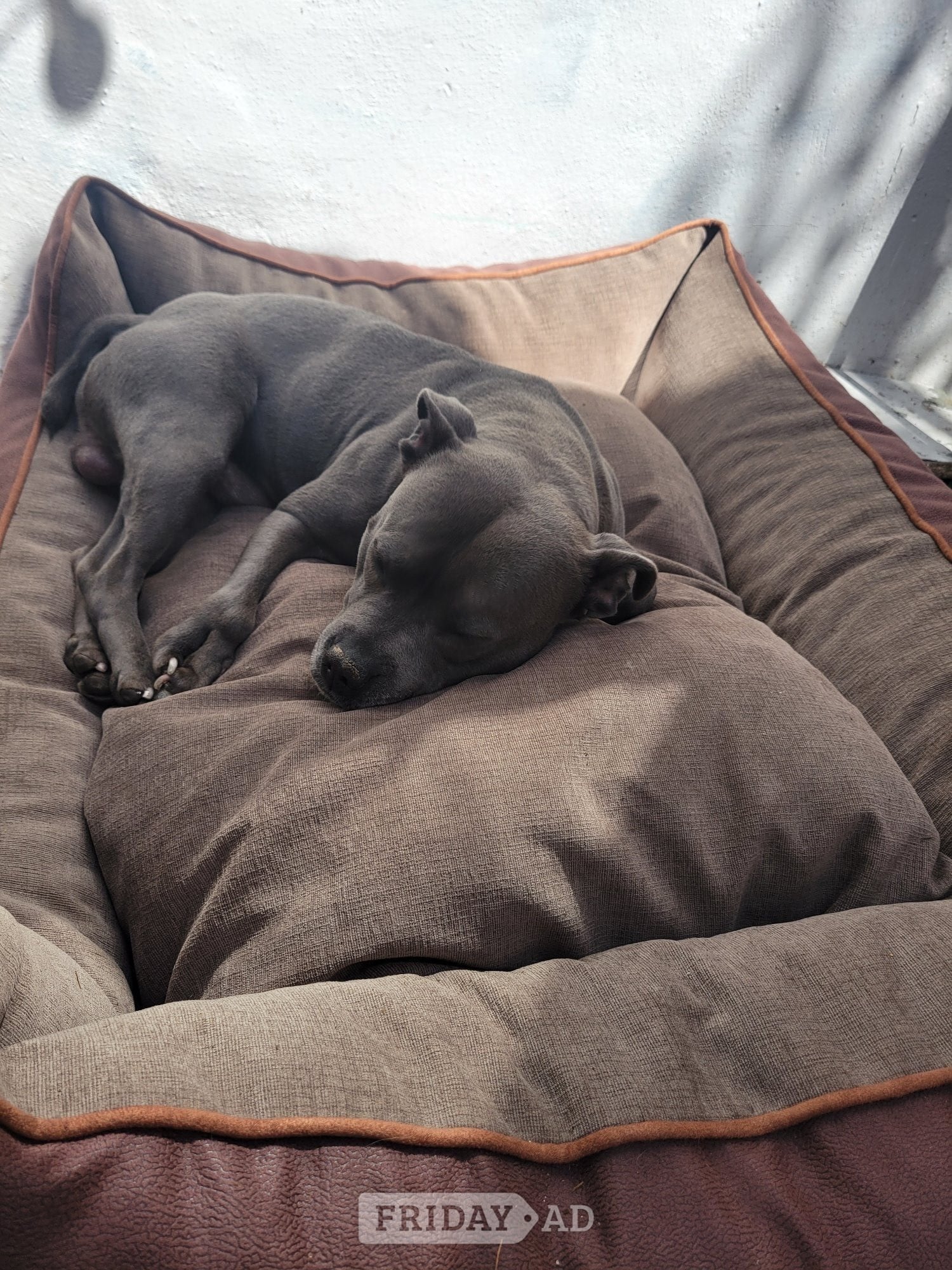 Bexhill-On-Sea 3yr old blue staffy