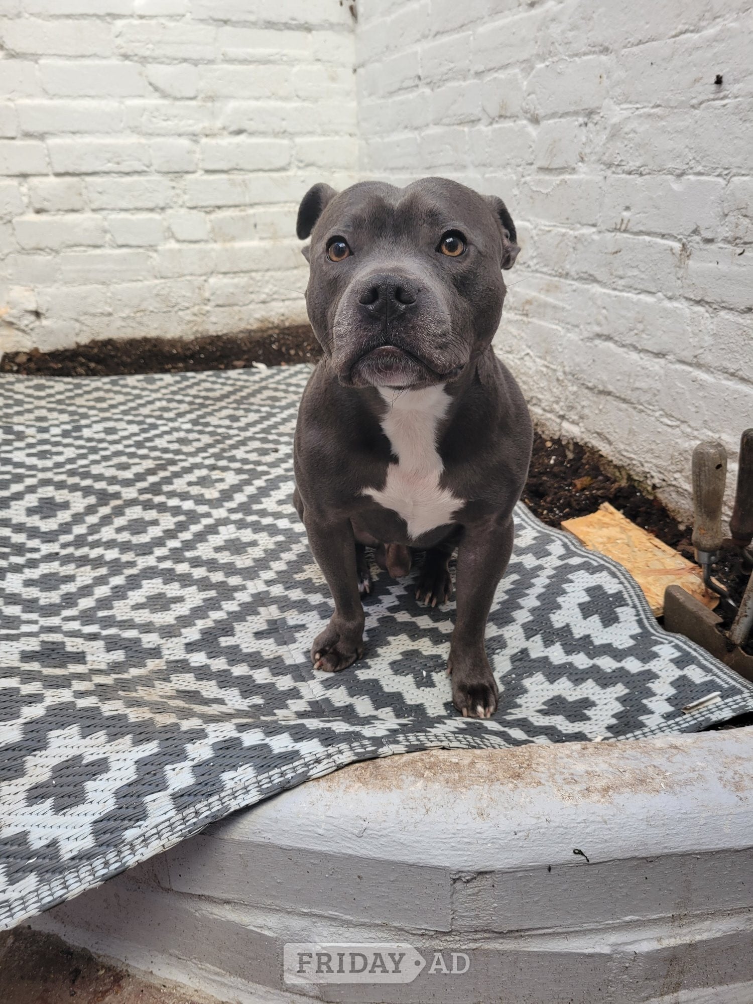 3yr old blue staffy - Dogs & Puppies in Bexhill-On-Sea