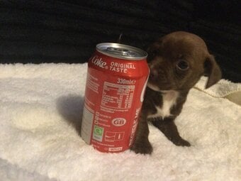 jack x tiny pupys