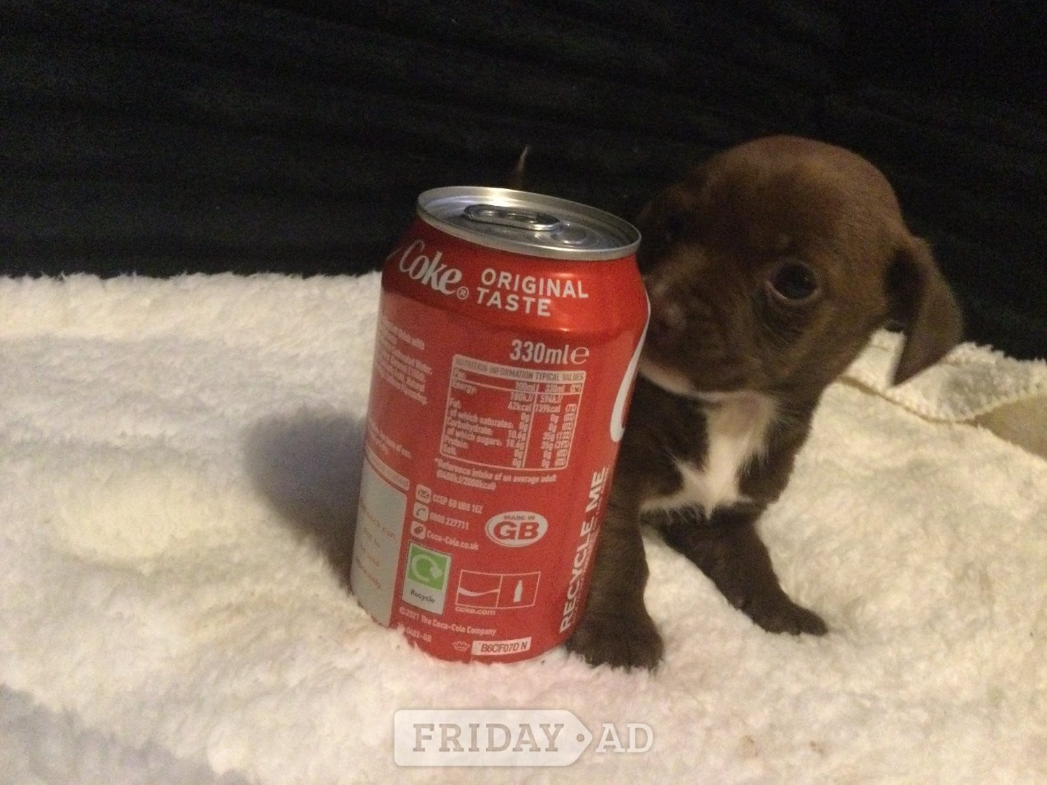 jack x tiny pupys in Crawley