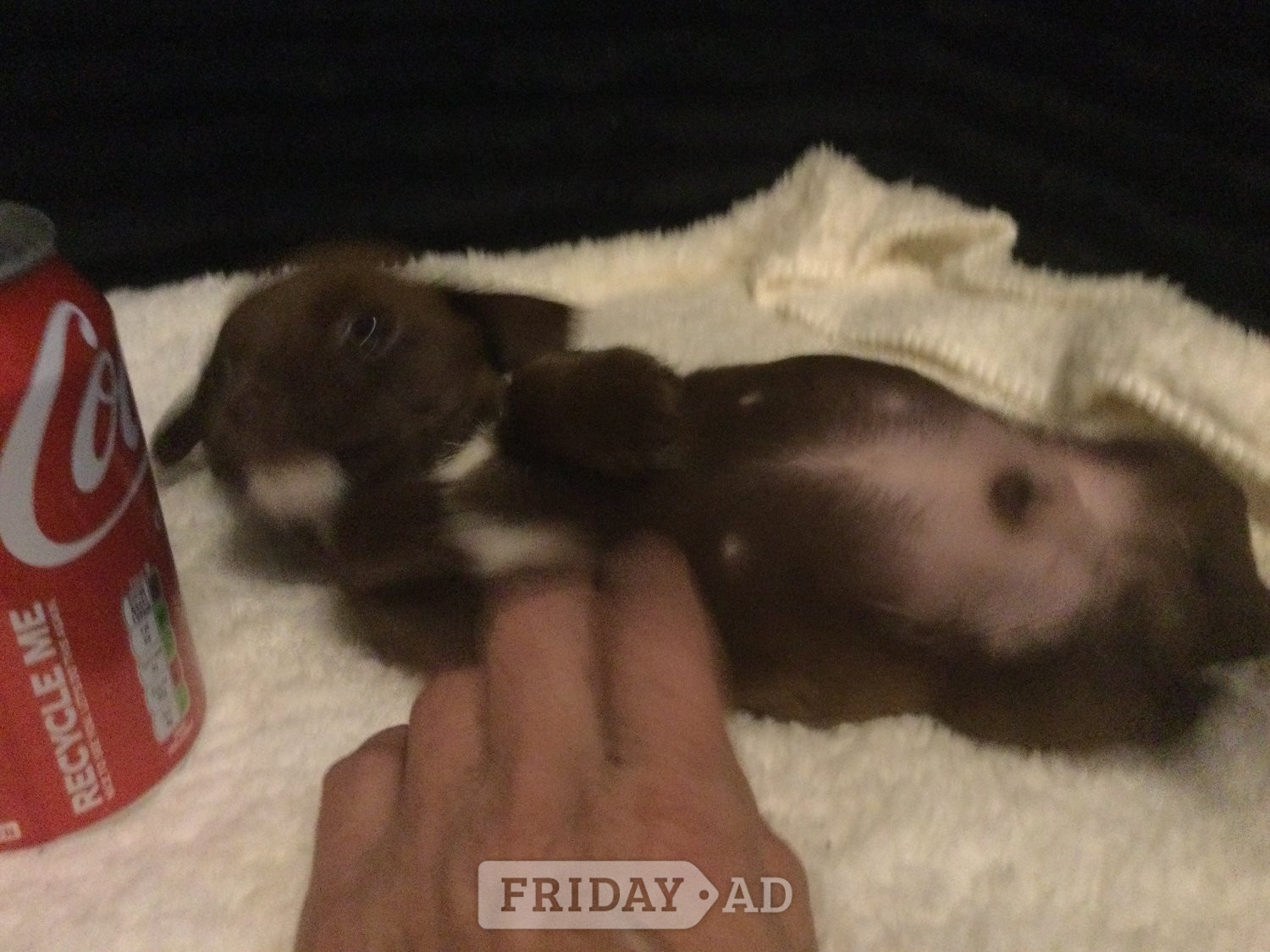 Crawley jack x tiny pupys