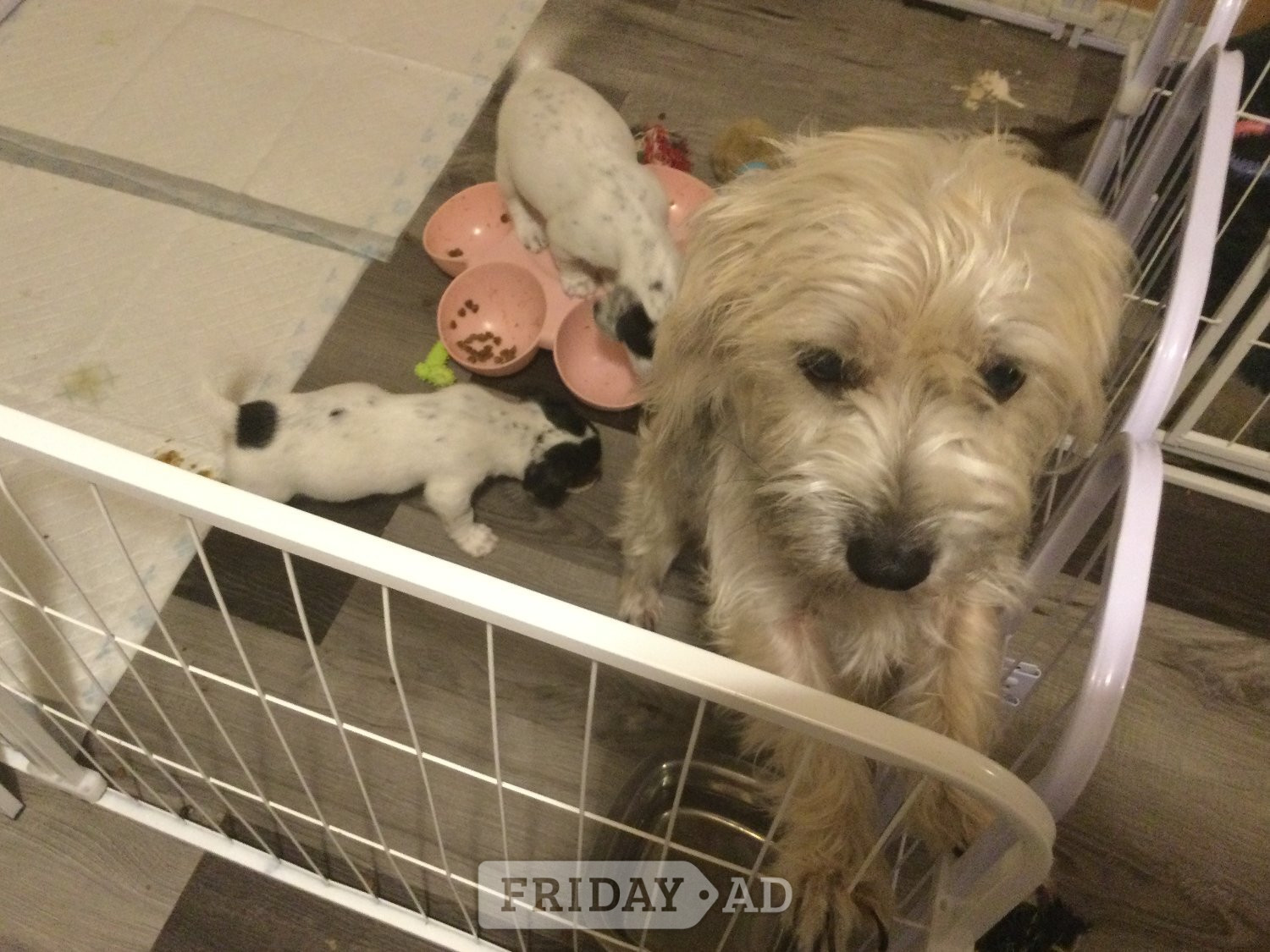 jack x tiny pupys - Dogs & Puppies in Crawley