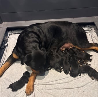 ROTTWEILER PUPPIES. KC REGISTERED. FREE INSURANCE.