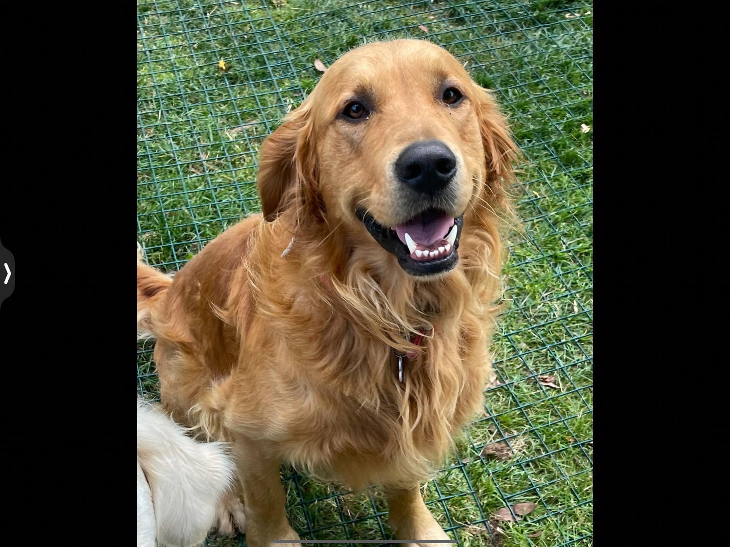 Stud fox red KC reg male fully tested  - Dogs & Puppies in Burgess Hill