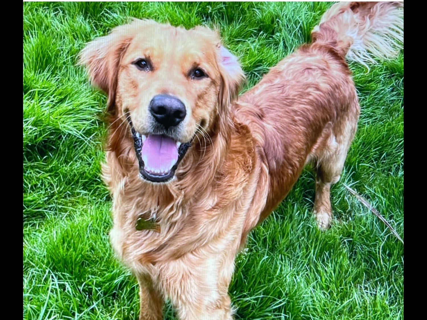 Stud fox red KC reg male fully tested  - Dogs & Puppies