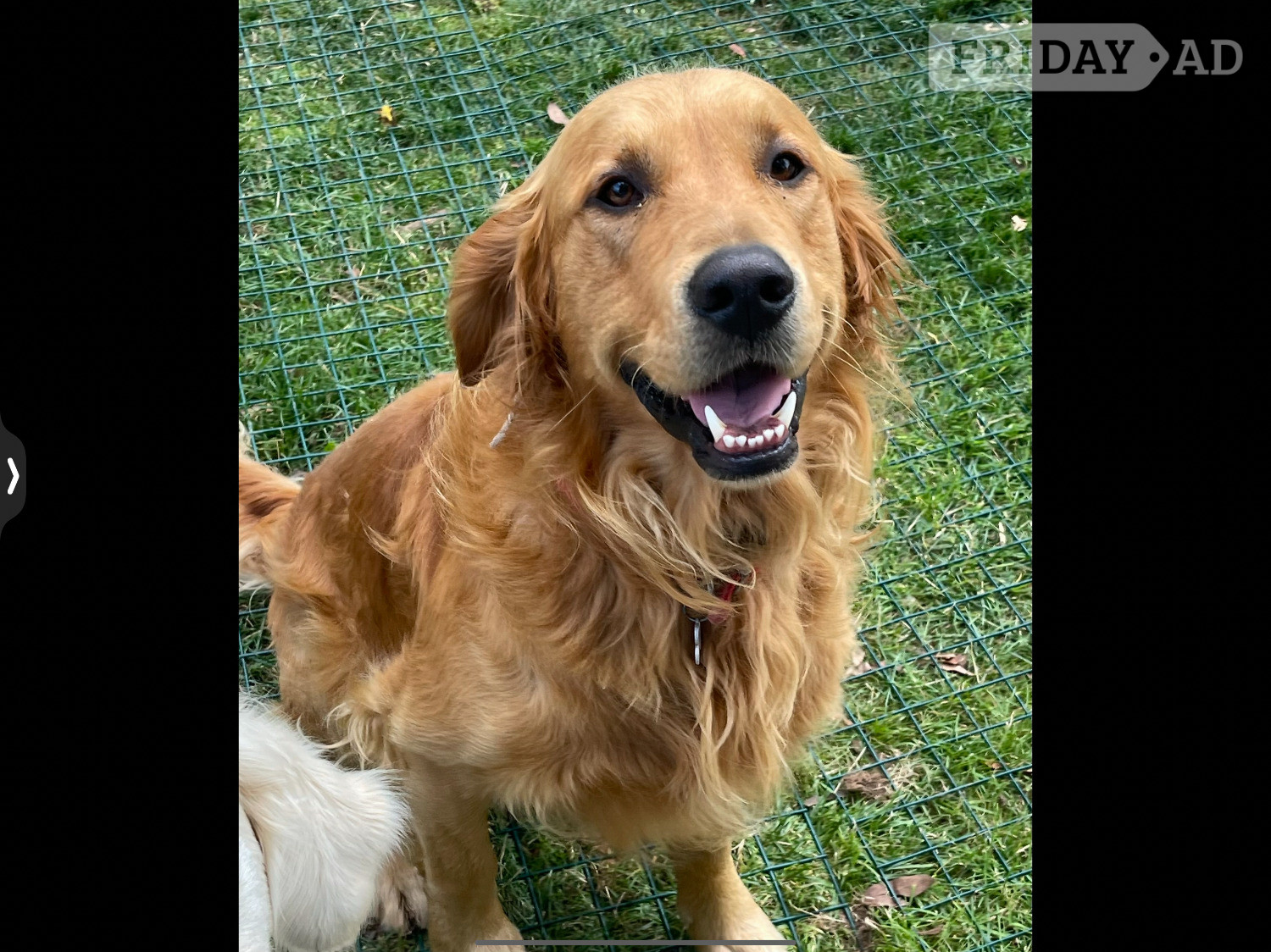 Stud fox red KC reg male fully tested  - Dogs & Puppies in Burgess Hill