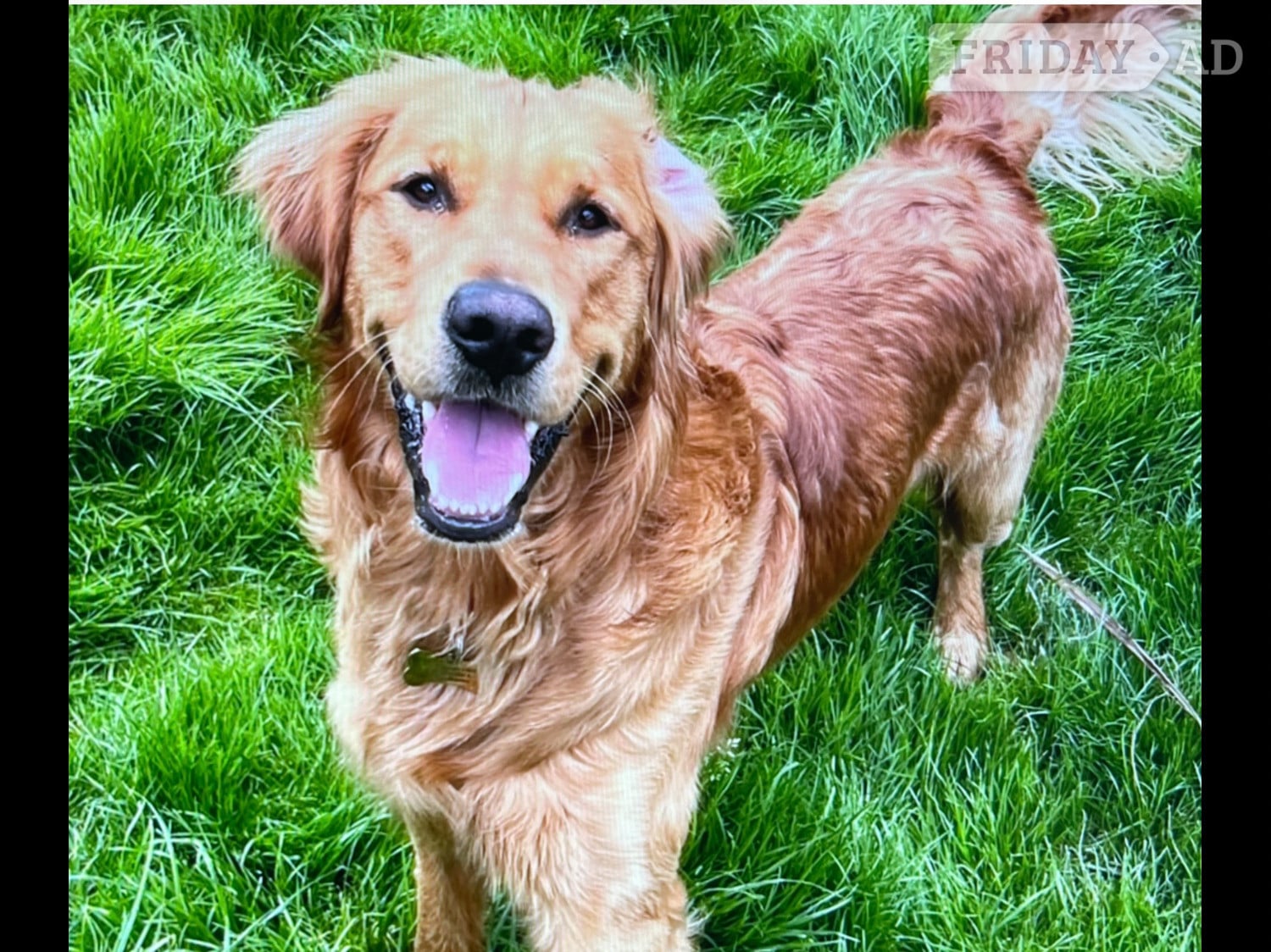 Stud fox red KC reg male fully tested  - Dogs & Puppies