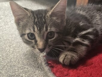 Bengal cross, male, 10 weeks old kitten