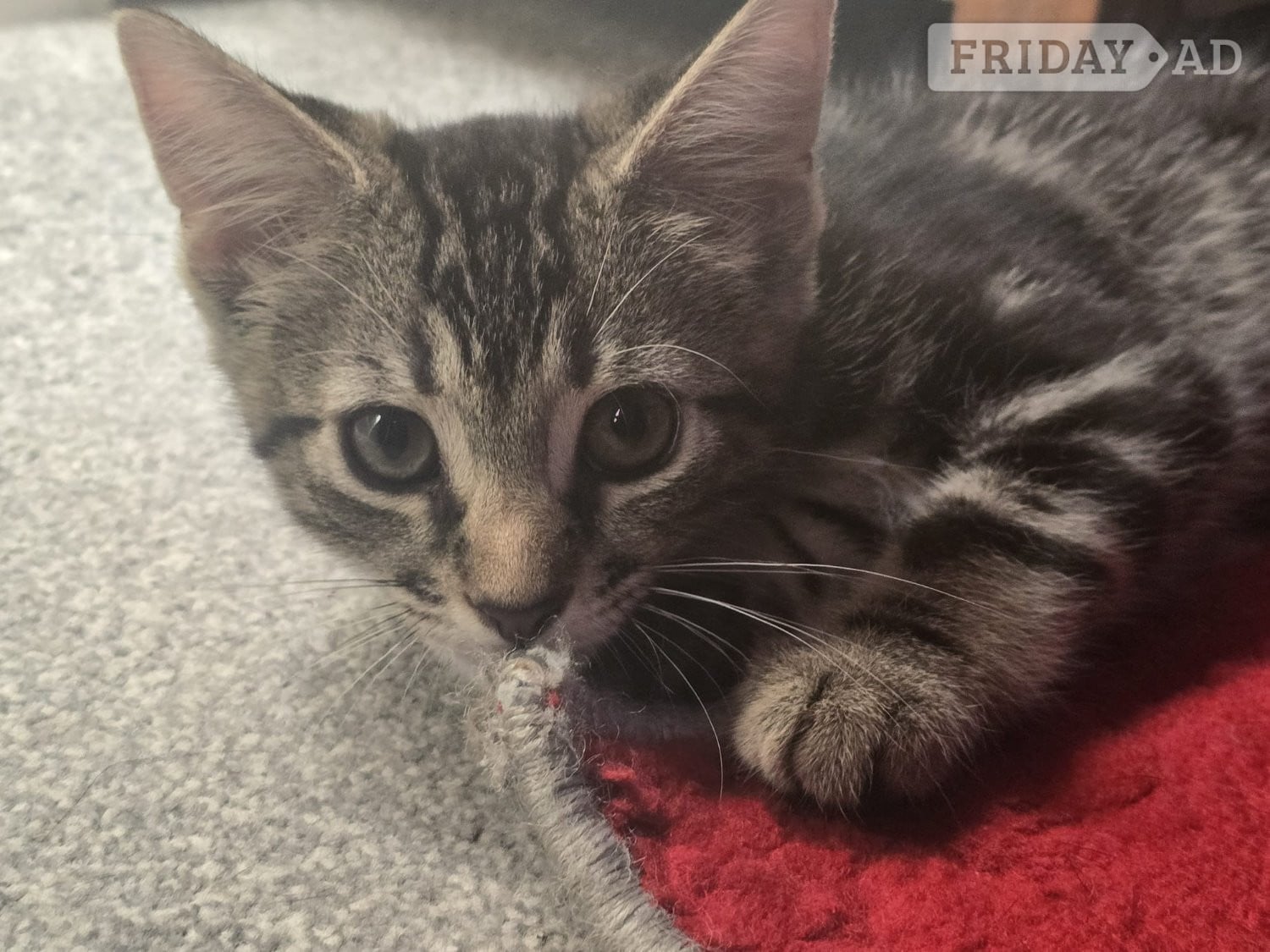 Bengal cross, male, 10 weeks old kitten in Worthing