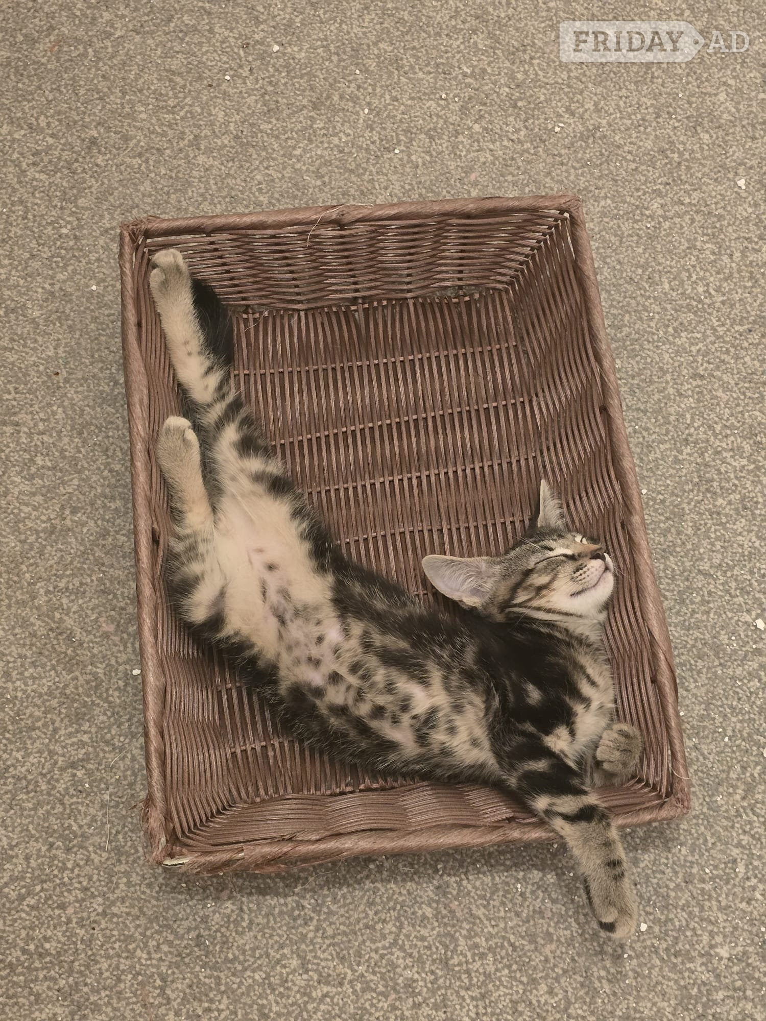 Bengal cross, male, 10 weeks old kitten