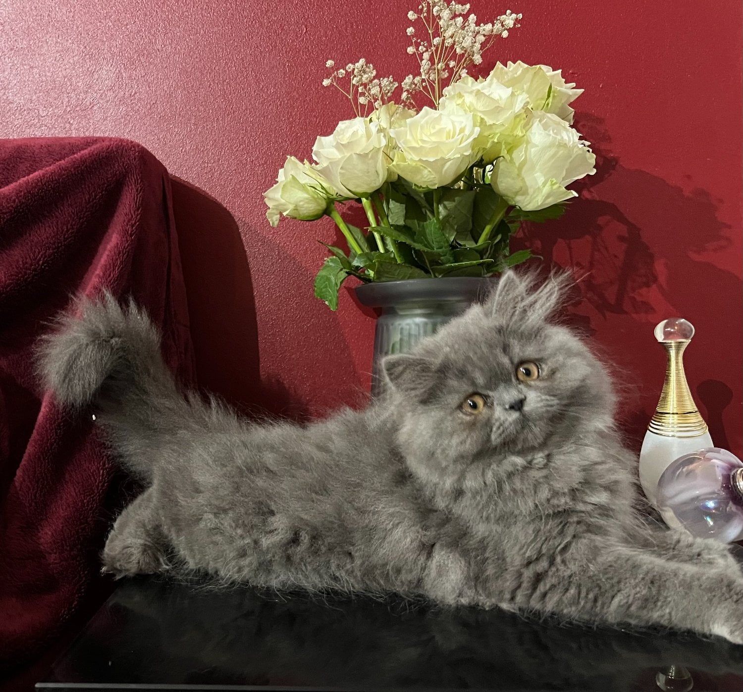 Stunning Blue Persian Girl , fully vaccinated Ready 8th October 