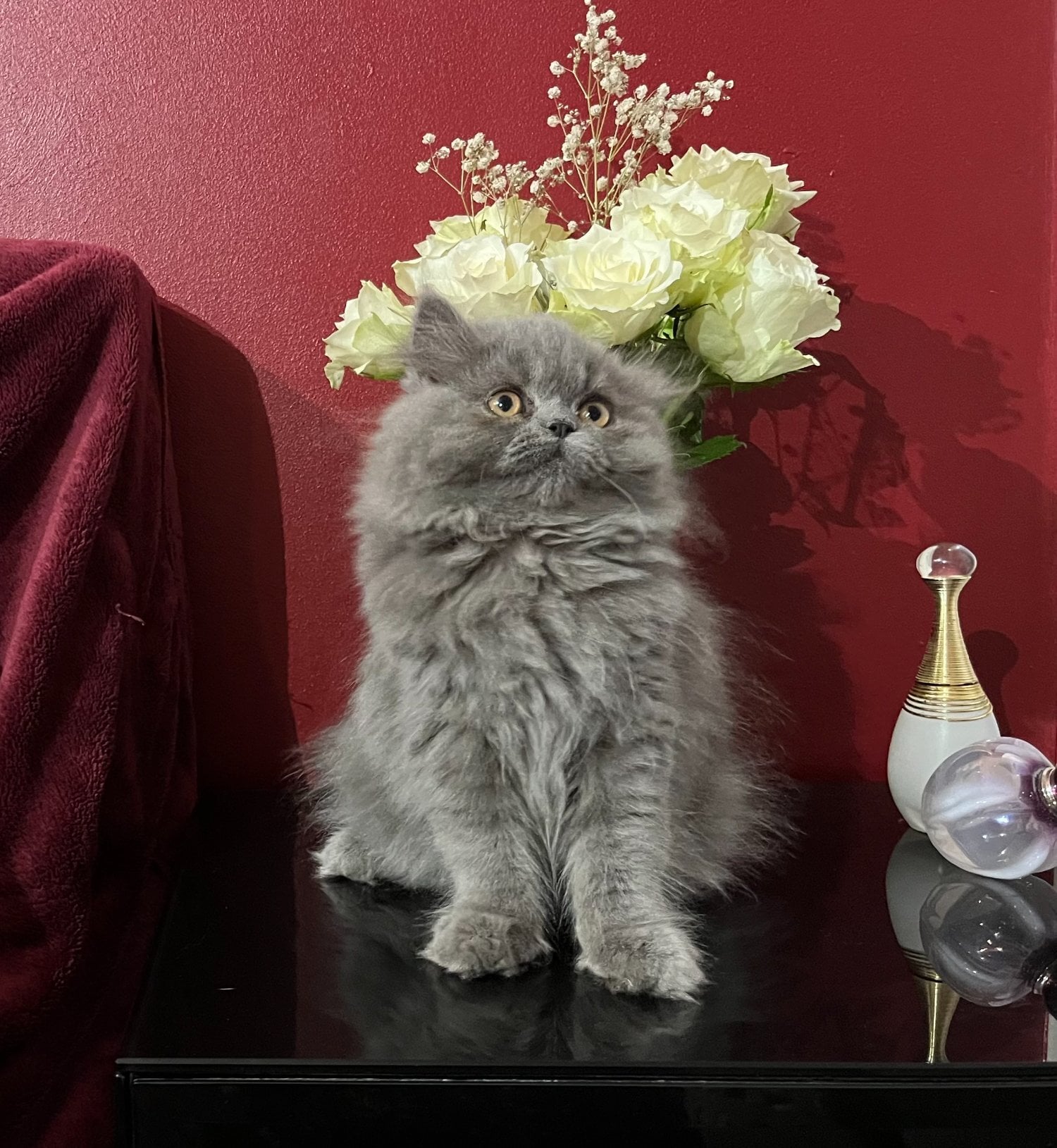 Bromley Stunning Blue Persian Girl , fully vaccinated Ready 8th October 
