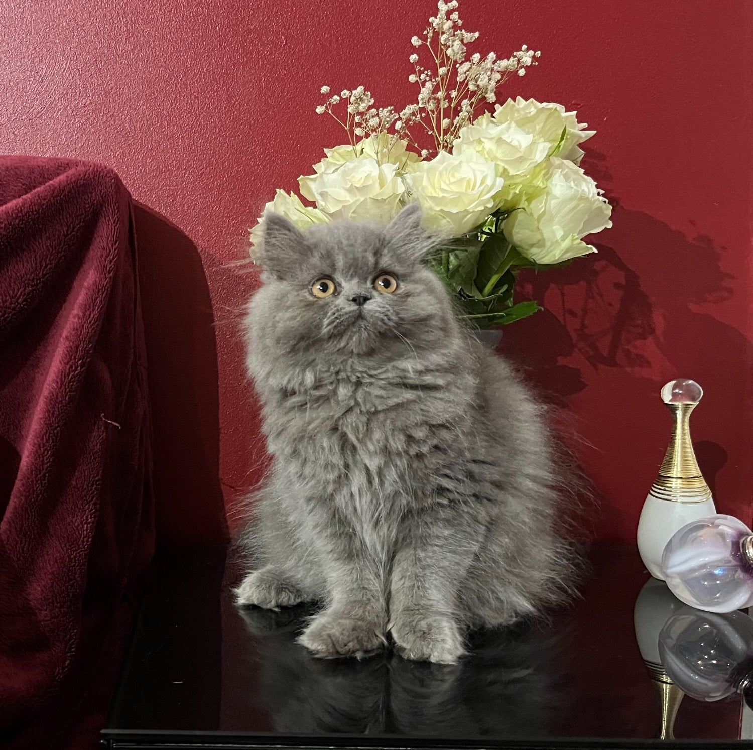 Stunning Blue Persian Girl , fully vaccinated Ready 8th October  - Cats & Kittens in Bromley