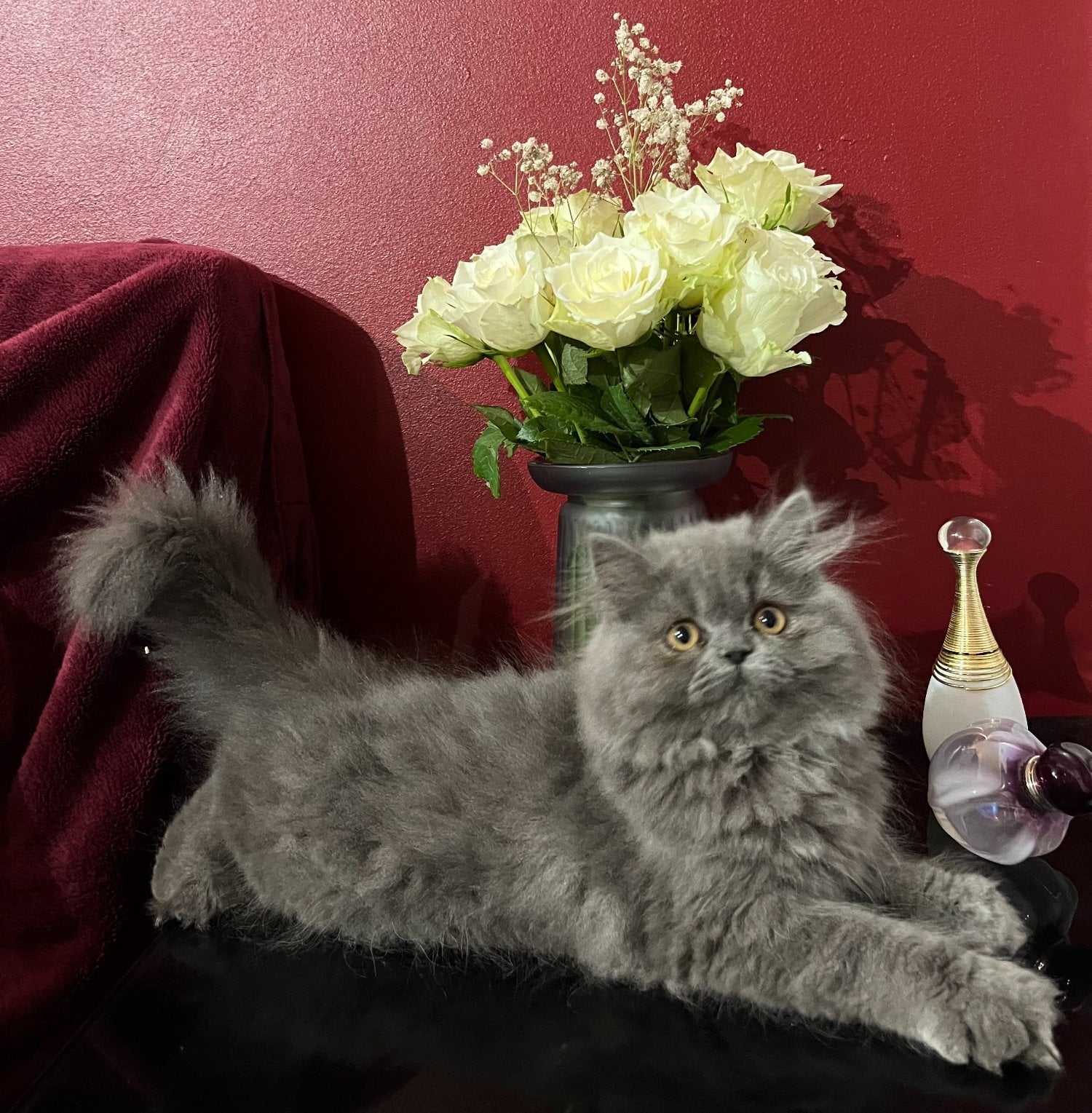 Stunning Blue Persian Girl , fully vaccinated Ready 8th October  - Cats & Kittens