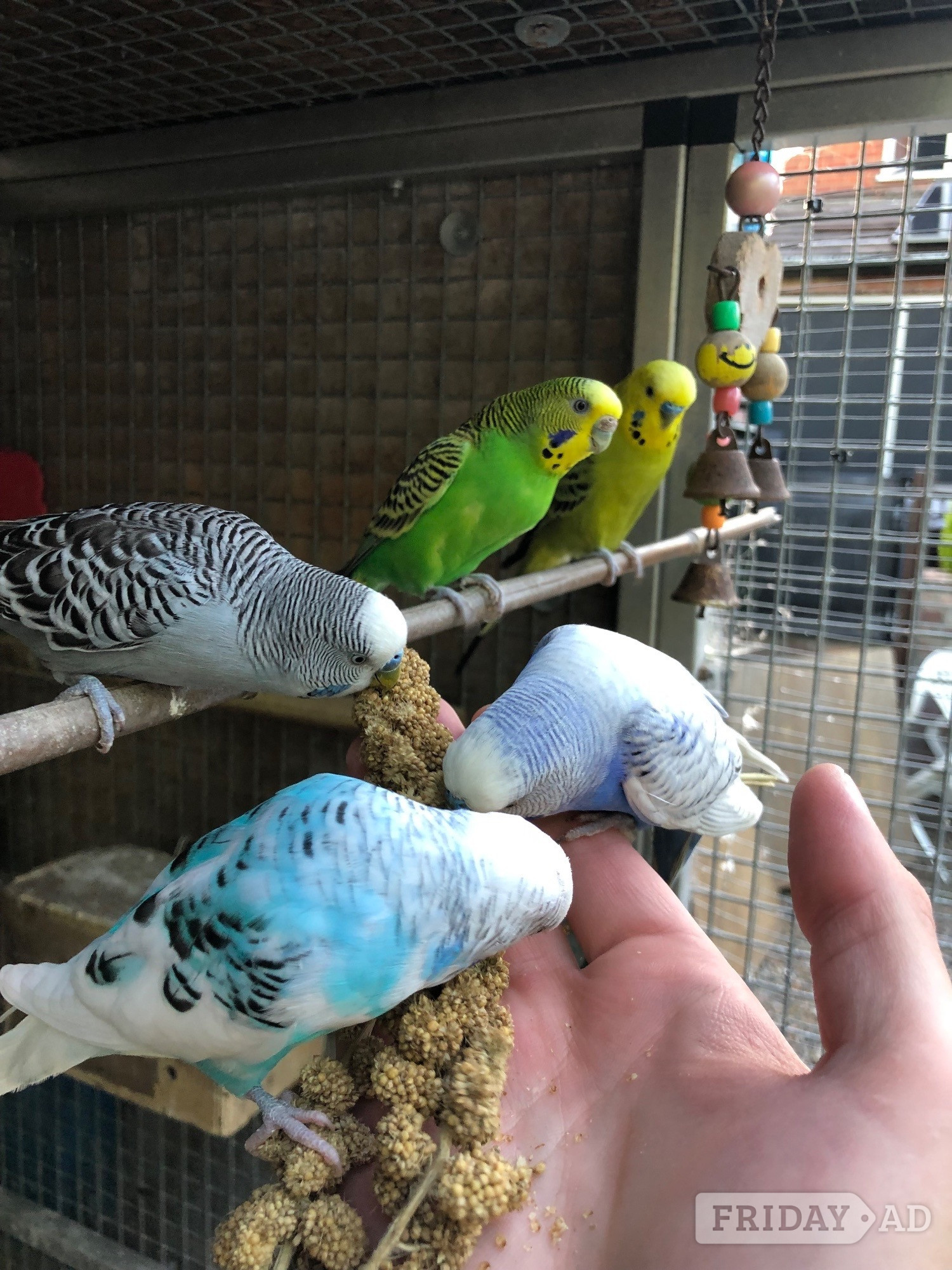 Beautiful Young Tame Budgies For Sale in Windlesham