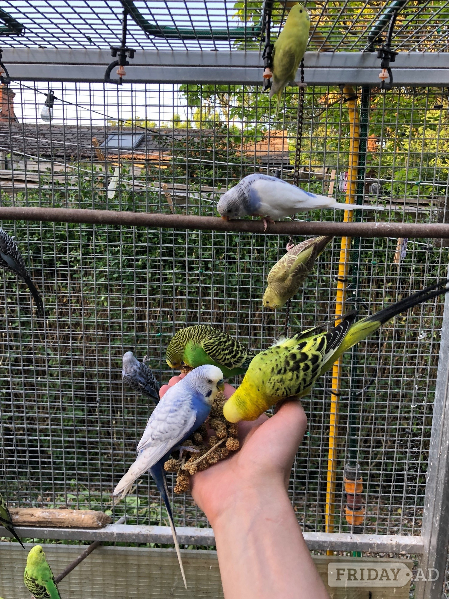 Beautiful Young Tame Budgies For Sale