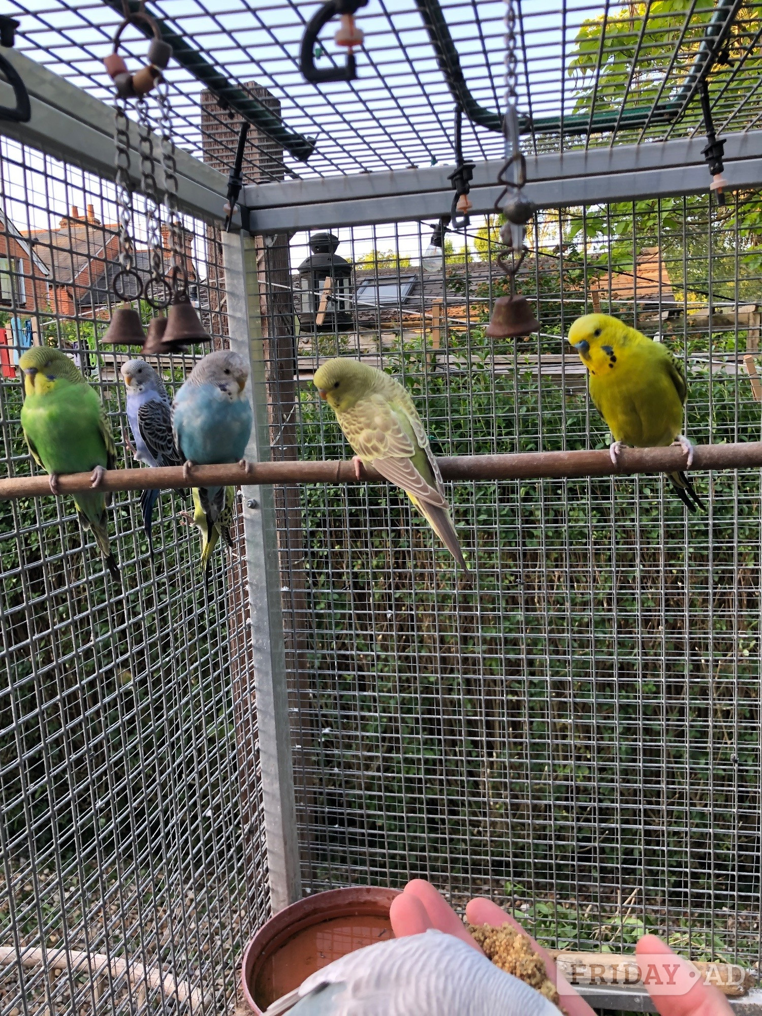 Windlesham Beautiful Young Tame Budgies For Sale