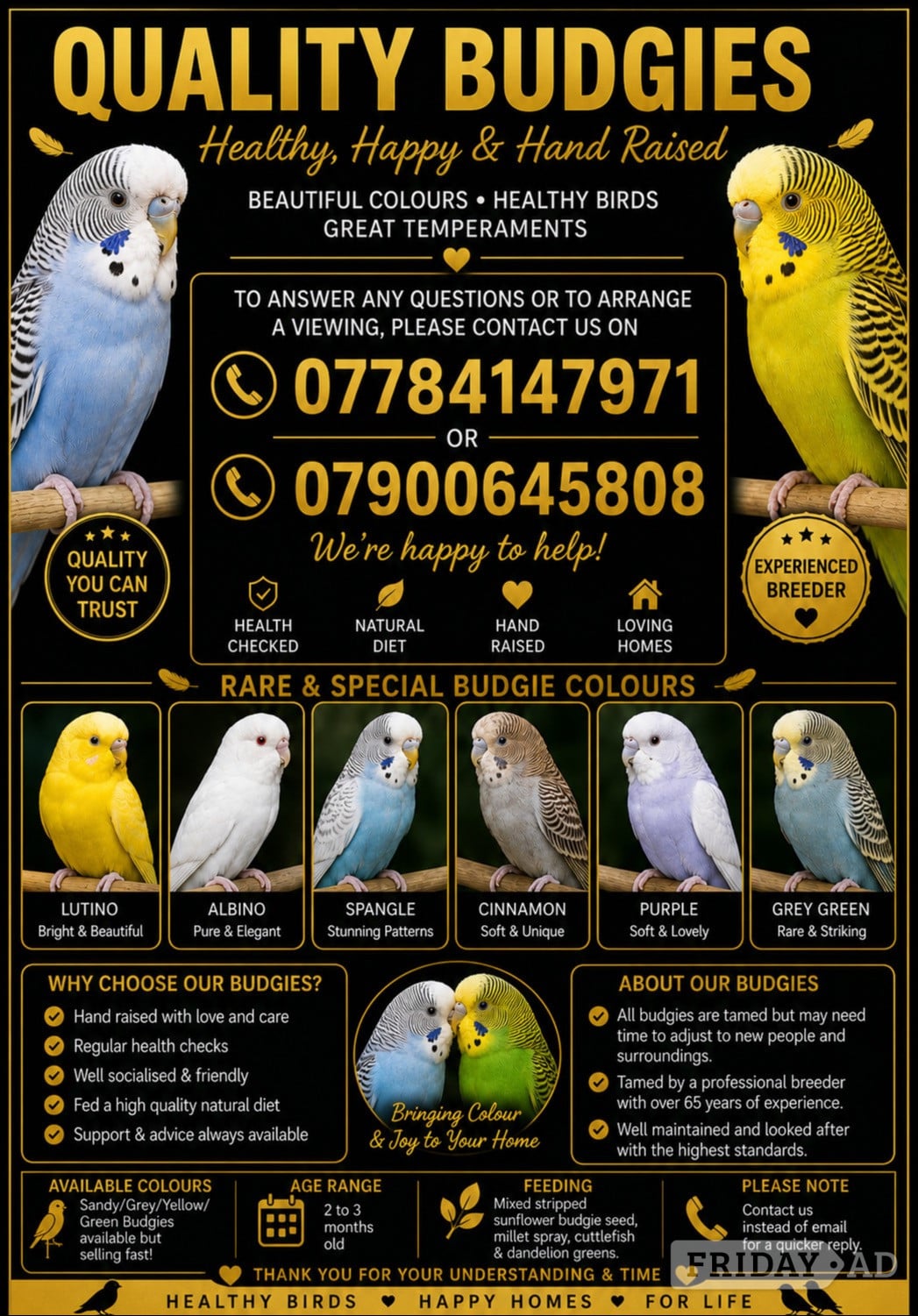 Beautiful Young Tame Budgies For Sale - Birds in Windlesham