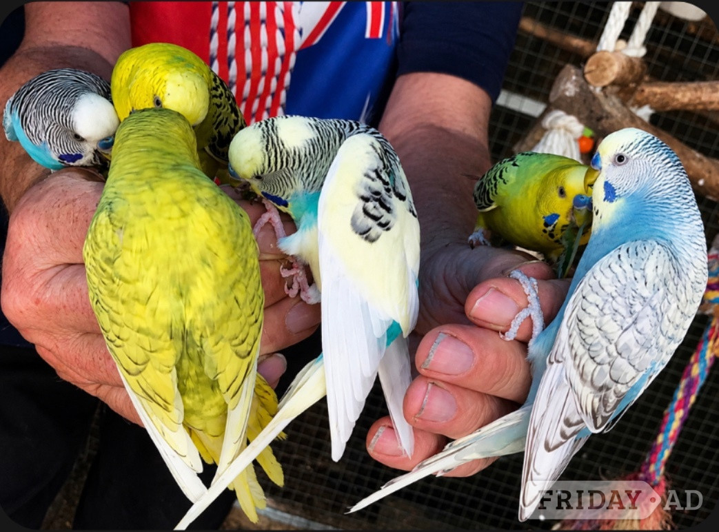Beautiful Young Tame Budgies For Sale - Birds