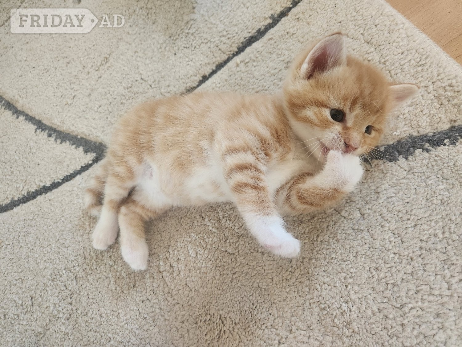 Beautiful kitten looking for loving home in Hove