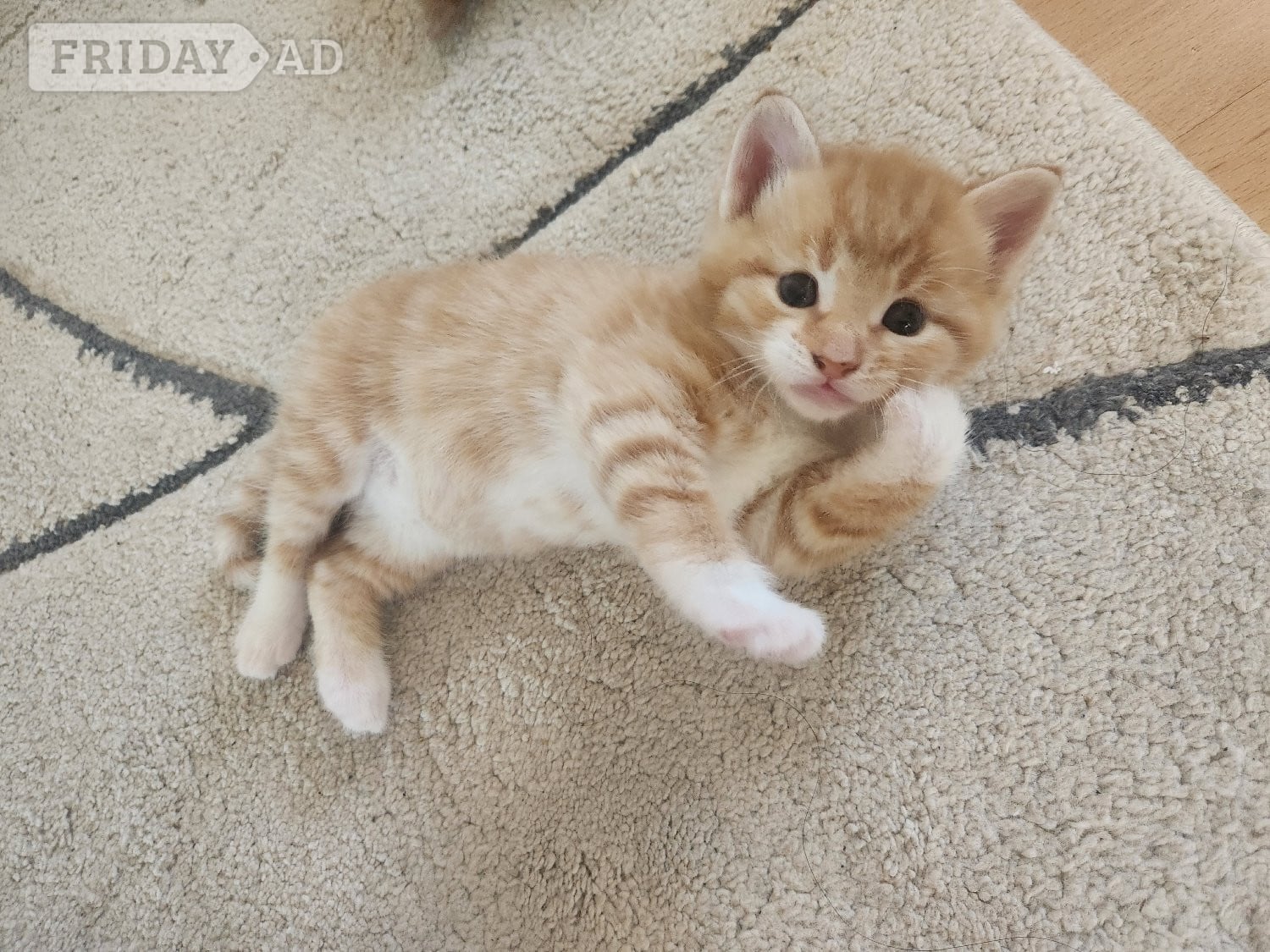 Beautiful kitten looking for loving home