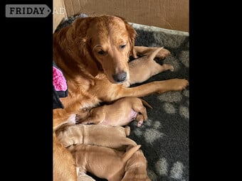 Fox Red Golden Retriever Puppies KC registered and health tested parents 