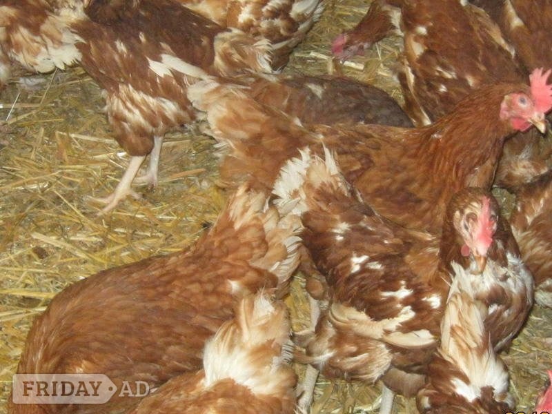 Rescued Chickens / Egg laying Hens £6 each 5 for £25 in Henley-On-Thames