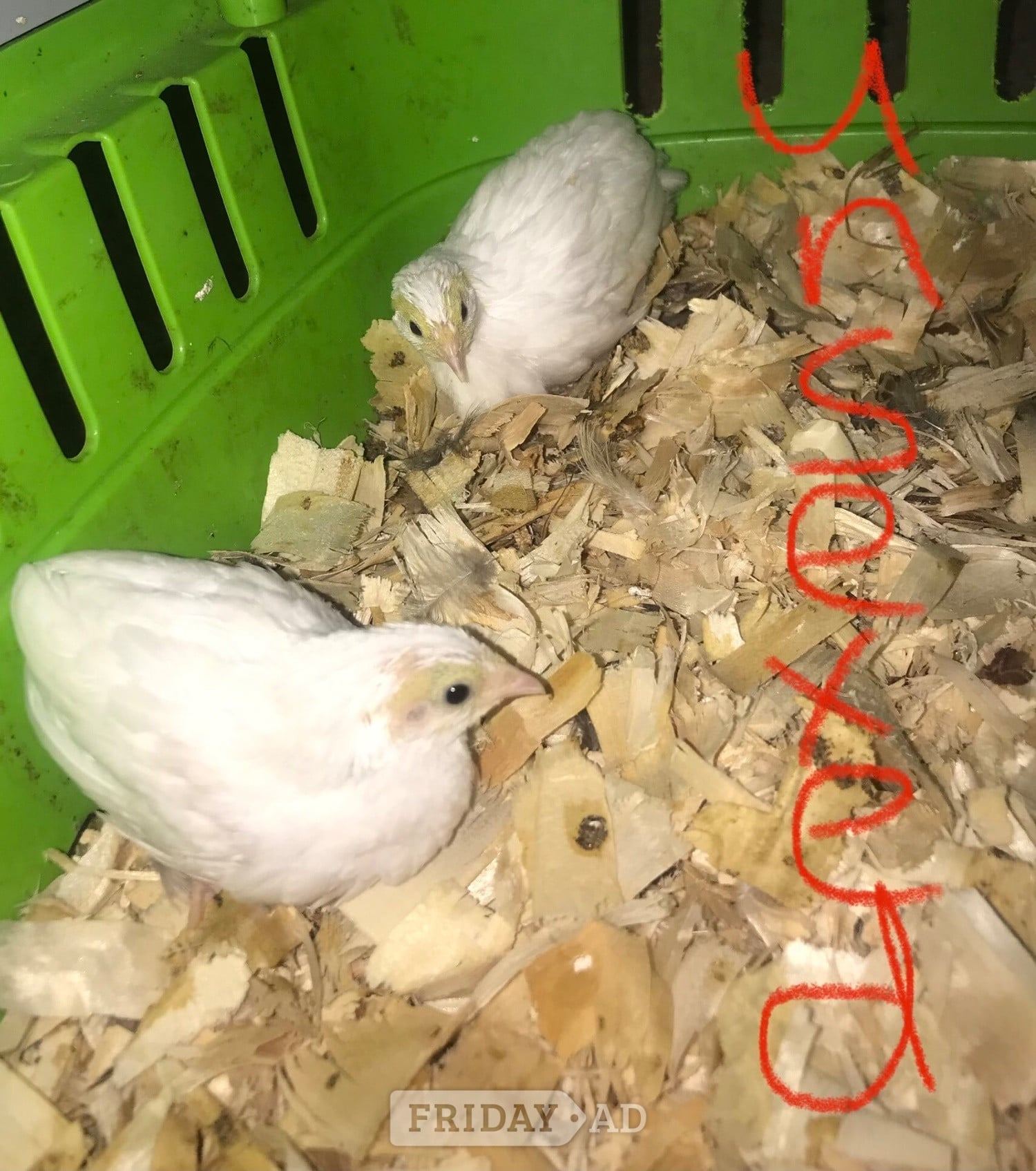 CHINESE PAINTED BUTTON QUAILS & VIVARIUM ! in Warminster