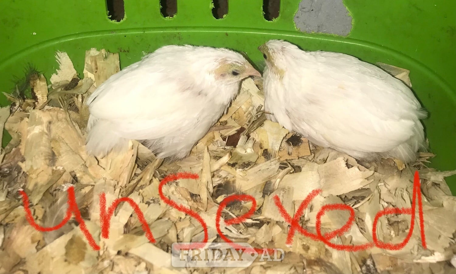 CHINESE PAINTED BUTTON QUAILS & VIVARIUM !