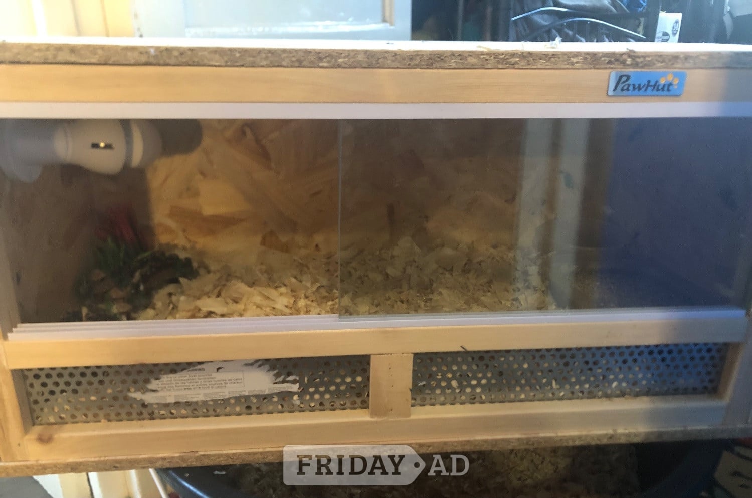Warminster CHINESE PAINTED BUTTON QUAILS & VIVARIUM !