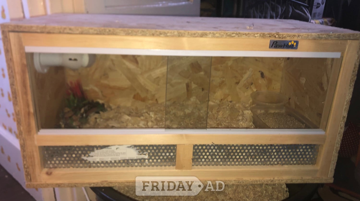 CHINESE PAINTED BUTTON QUAILS & VIVARIUM ! - Poultry in Warminster