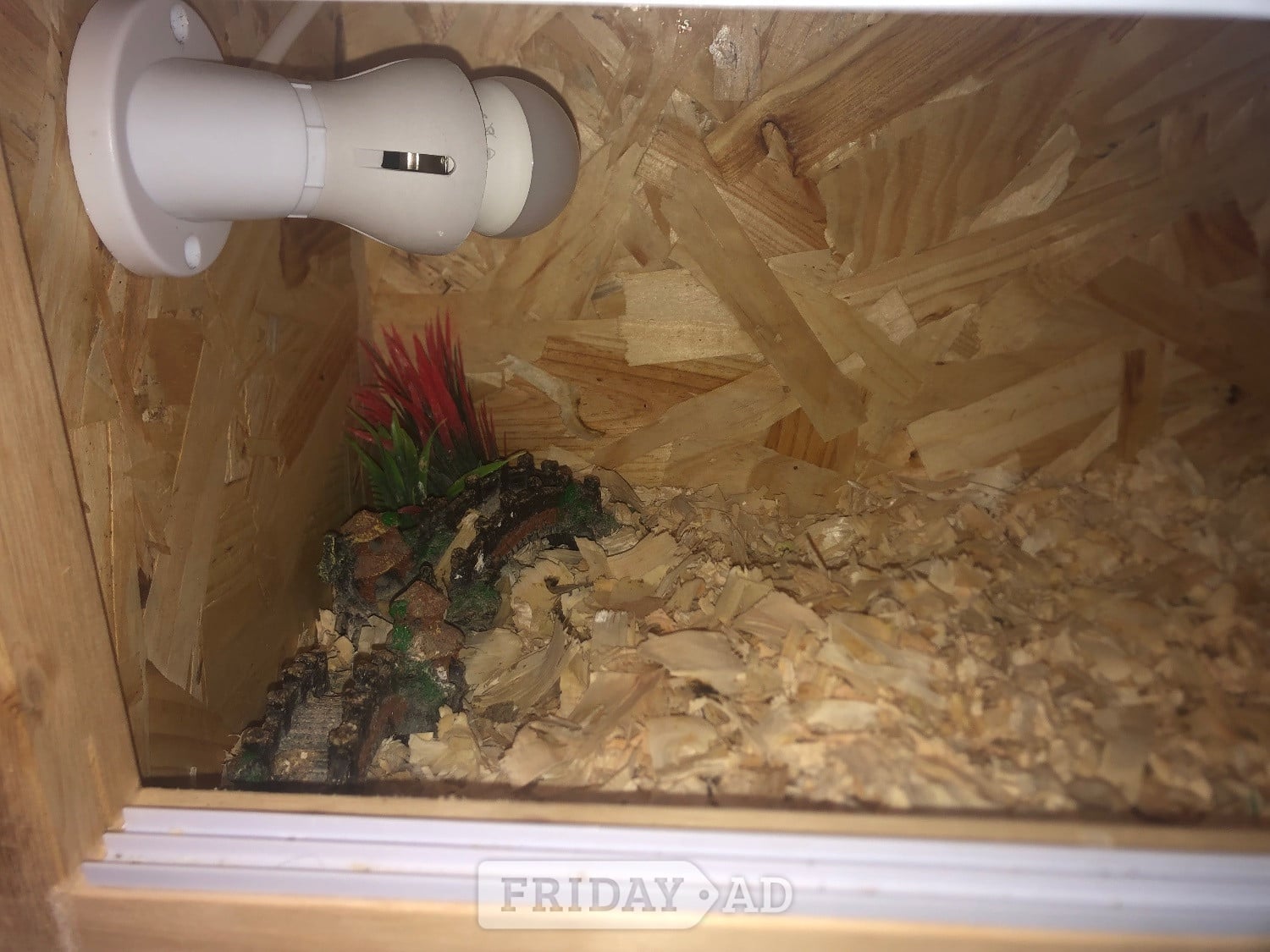CHINESE PAINTED BUTTON QUAILS & VIVARIUM ! - Poultry