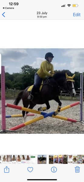 Welsh section c 13.2 13yearold 