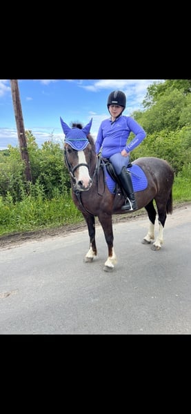 Welsh section c 13.2 13yearold  - Horses in Mayfield