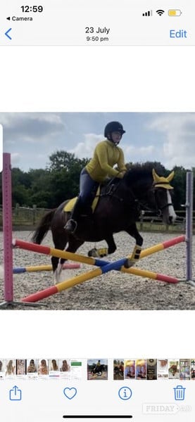 Welsh section c 13.2 13yearold 