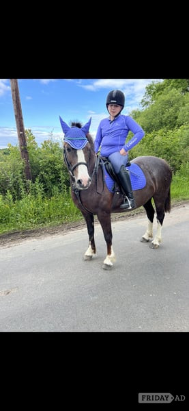 Welsh section c 13.2 13yearold  - Horses in Mayfield