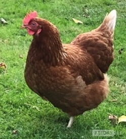 Fully vaccinated point of lay chickens 
