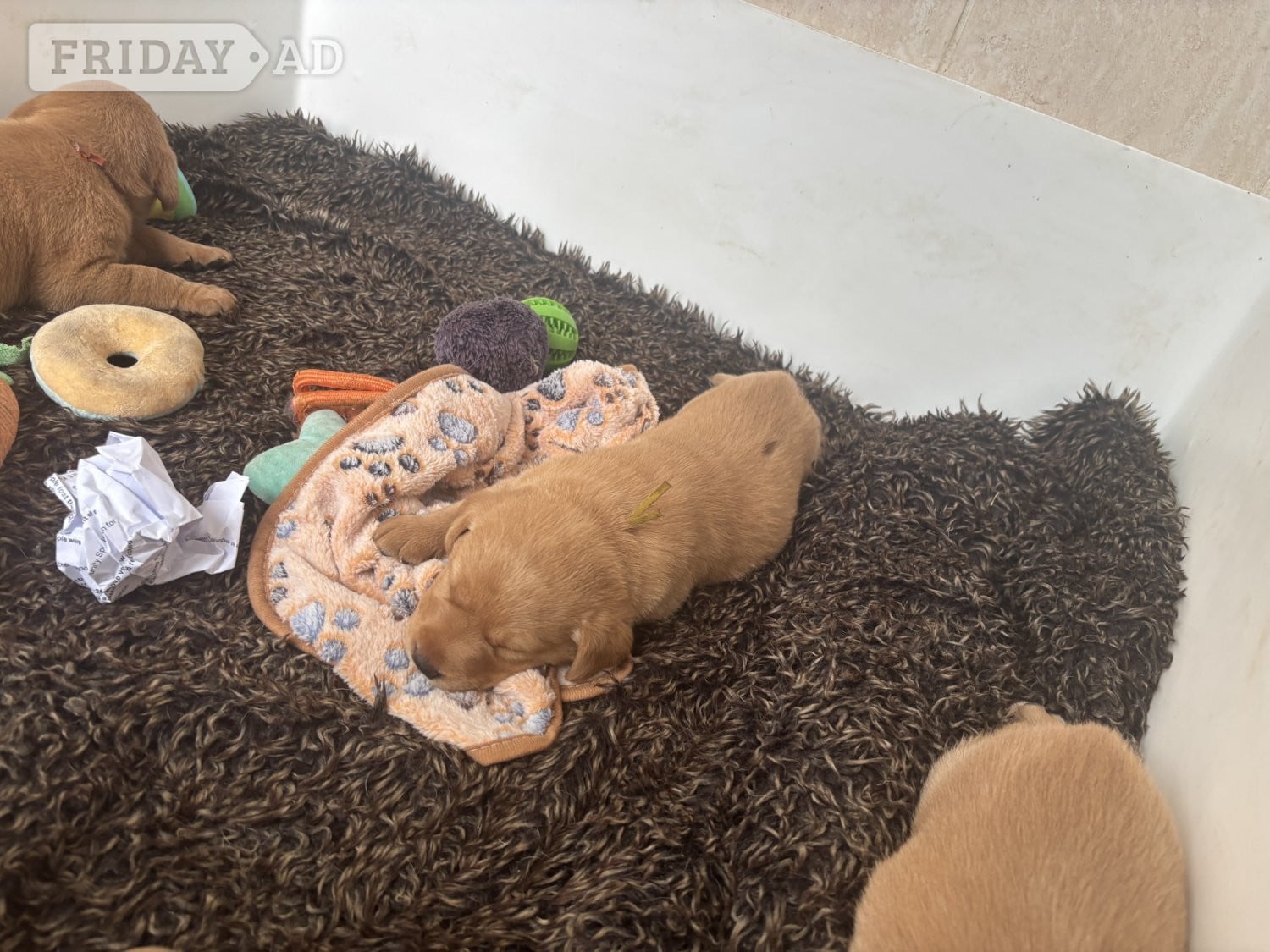 labrador puppies for sale in Arundel