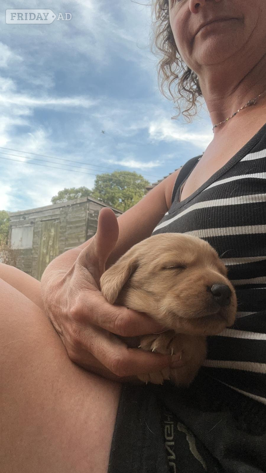 labrador puppies for sale