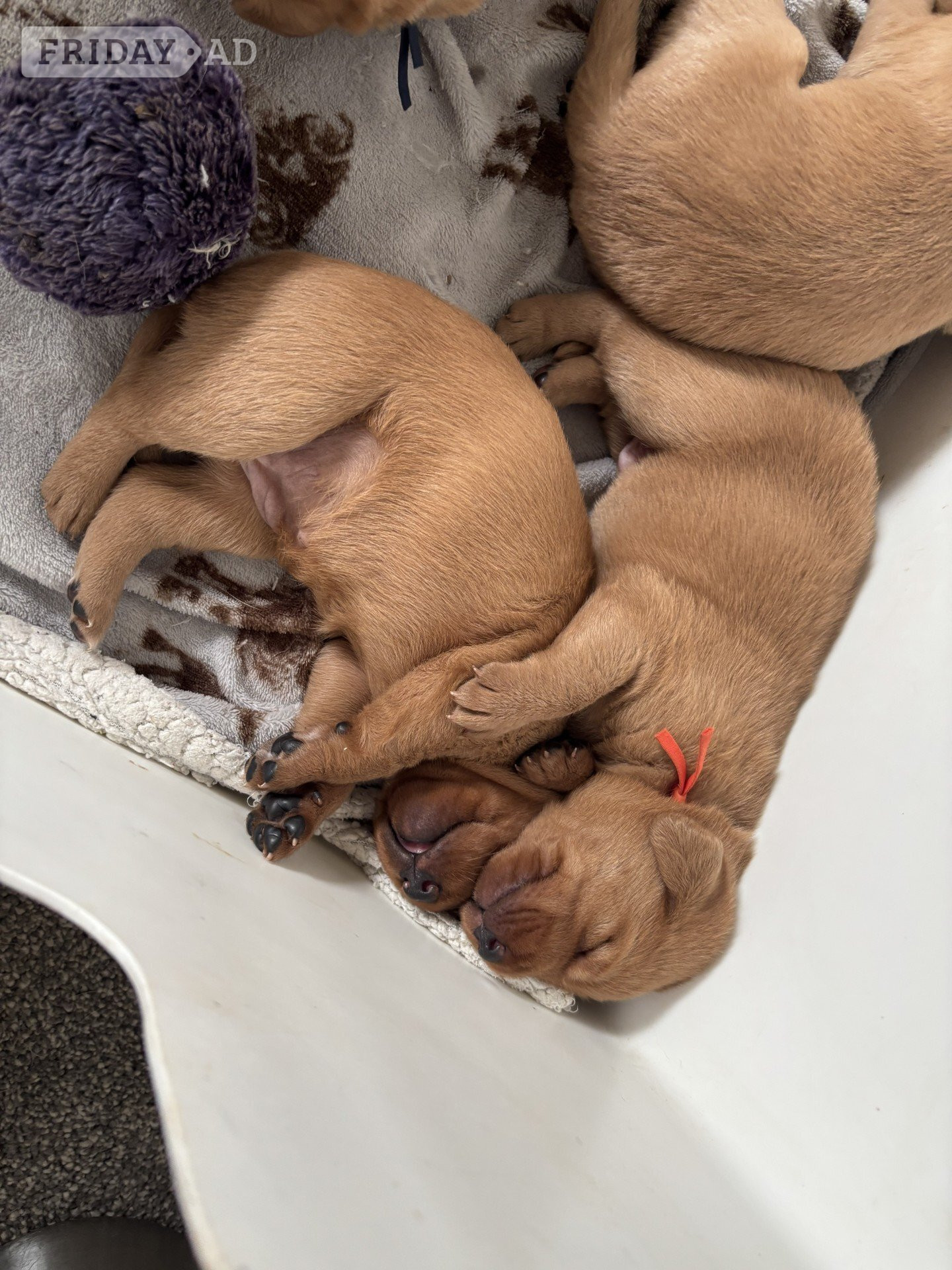 Arundel labrador puppies for sale