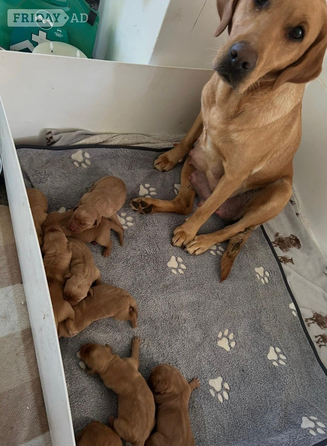 labrador puppies for sale - Agricultural in Arundel