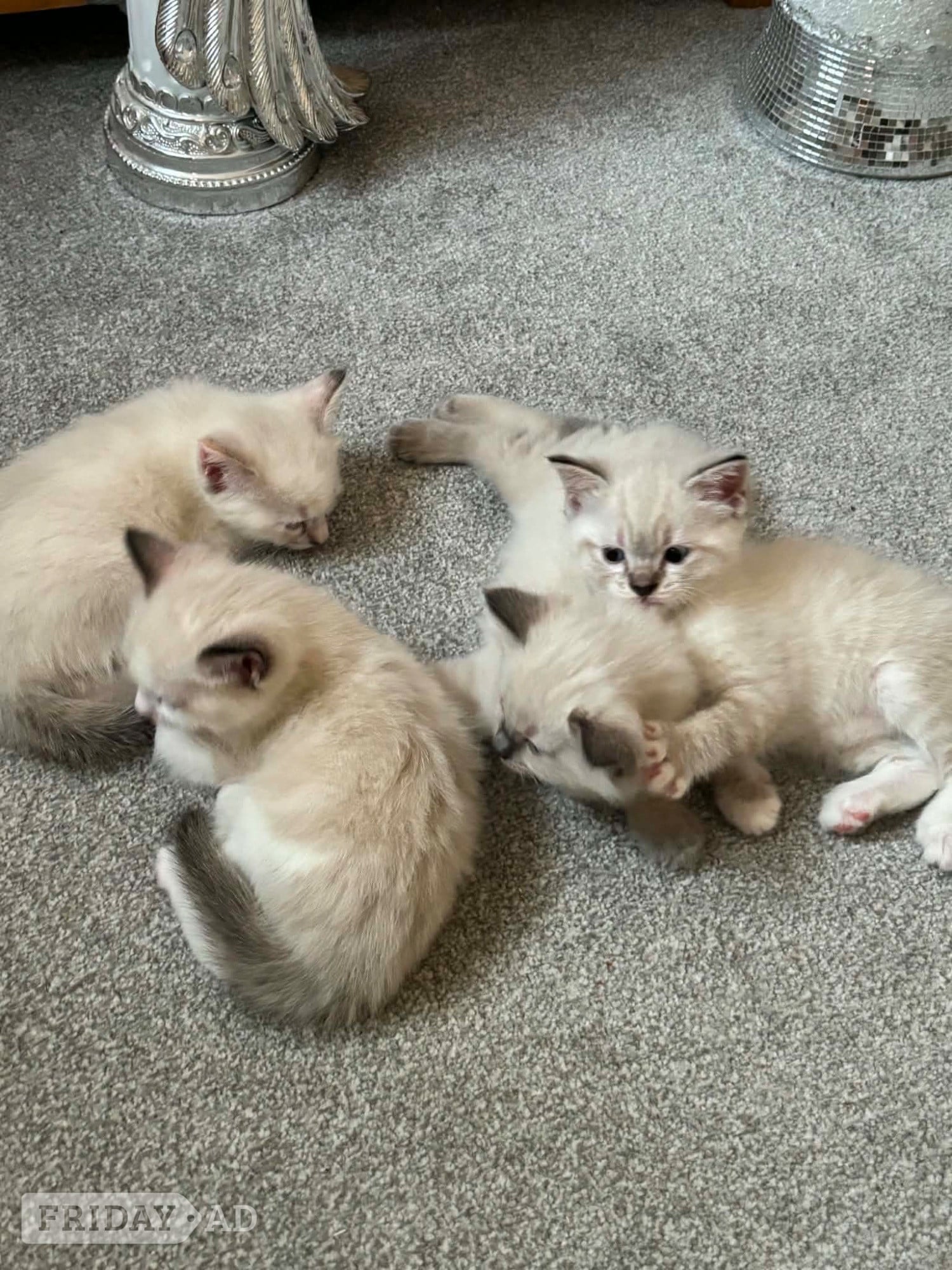 Beautiful ragdoll kittens  in Hassocks