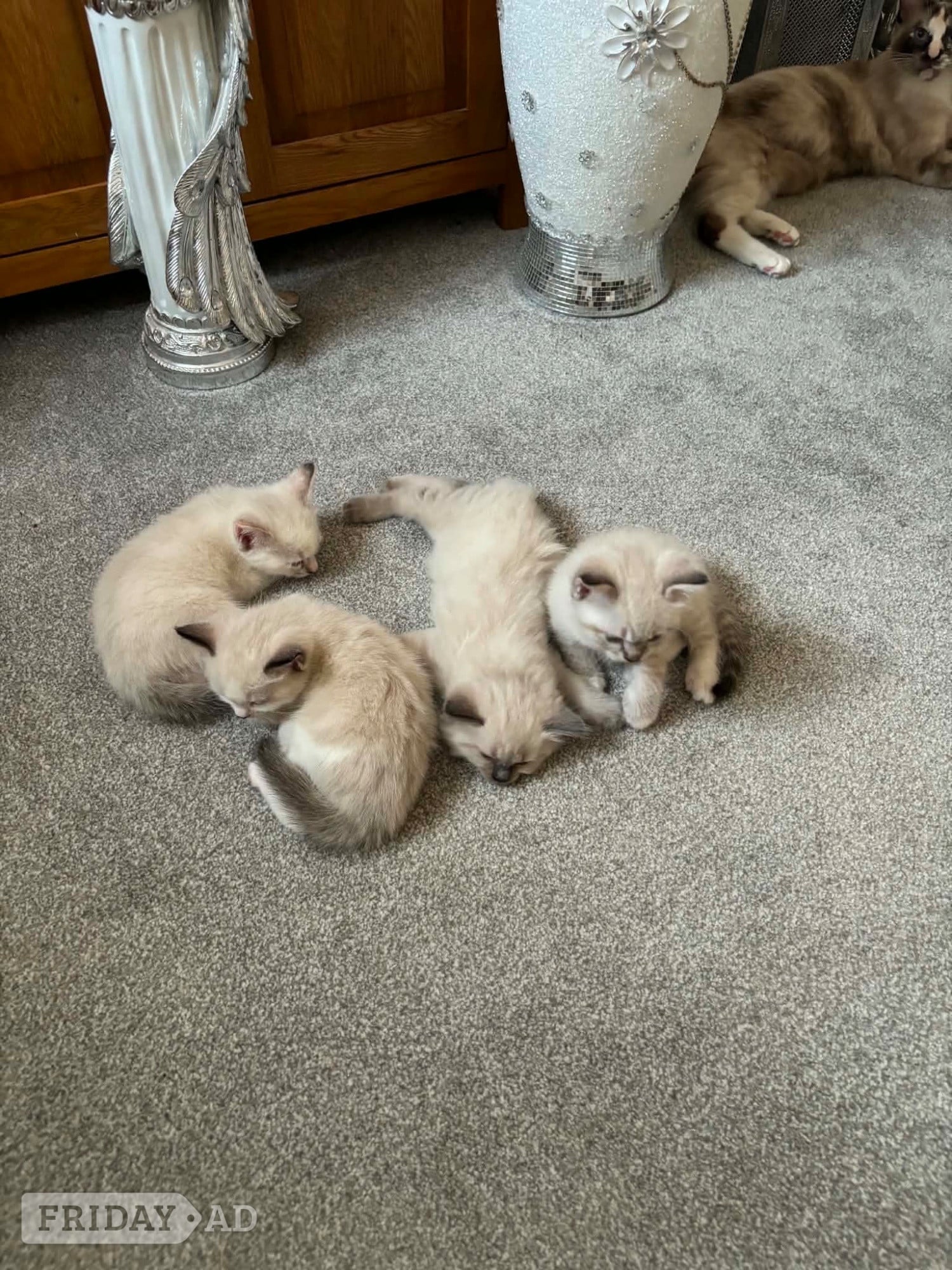 Beautiful ragdoll kittens 